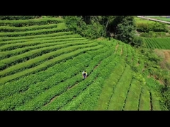 Elektrische Heckenschere